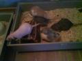 Ratons