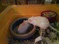 Princesse &amp; Luna, mes 2 nouvelles gerbilles