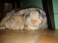 Cassy chez Minouche