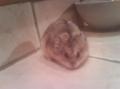 Choupette