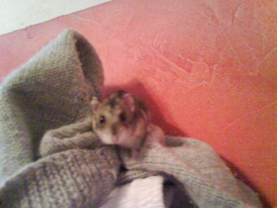Lola