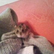 Lola