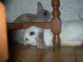 Calinette et Cannelle