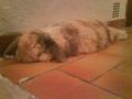 Minouche