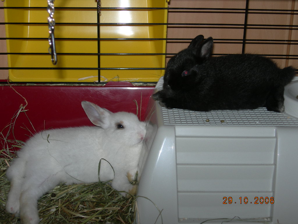 Bounty et Boréa
